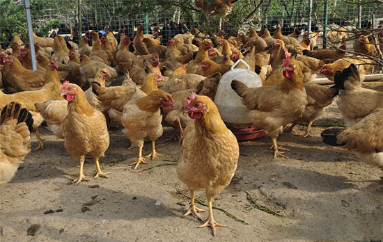 肉鸡养殖场生产过程中的常见问题