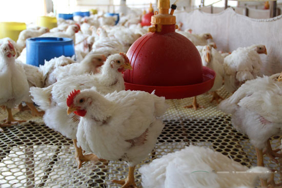 肉鸡养殖模式的理念的转变