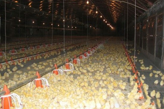 鸡舍中氨气对肉鸡疫病控制的意义