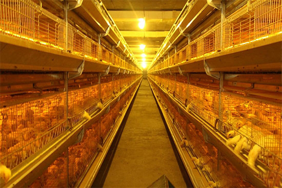 肉鸡地下立体养殖模式探讨