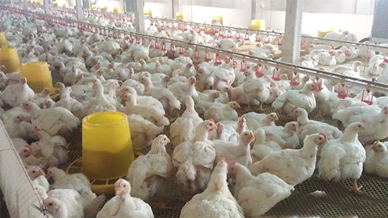 肉鸡养殖三大阶段的饲养管理技术