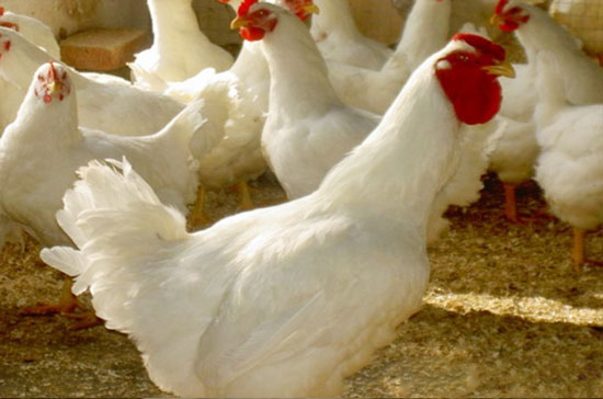 限饲——肉鸡增效饲养的有效途径