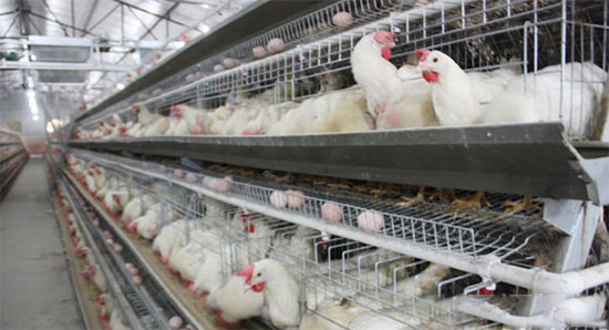 蛋鸡养殖如何减少饲料消耗
