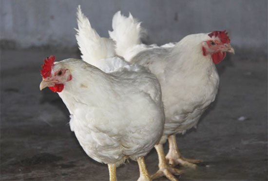 怎样才能让肉鸡快速生长？