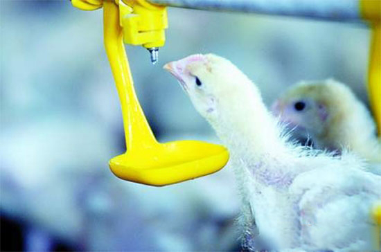 鸡场消毒队如何彻底净化家禽饮用水系统？