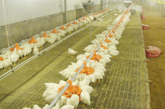 走出肉鸡养殖消毒误区