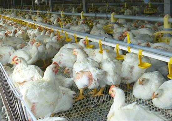 肉鸡高效养殖技术要点
