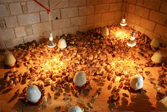 冬季肉鸡育雏保安全 温度管理是关键