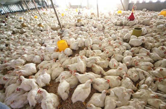 预防商品肉鸡后期死亡