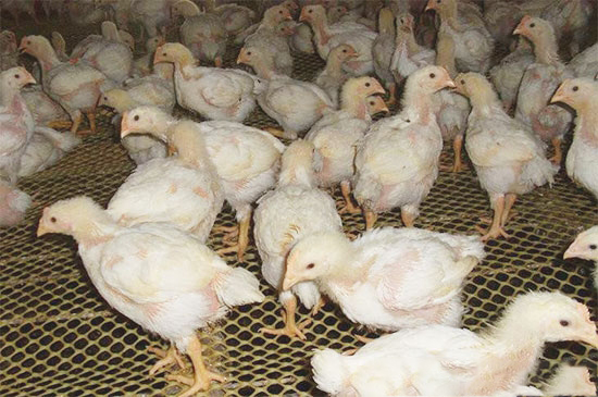 肉鸡疾病的非药性预防措施
