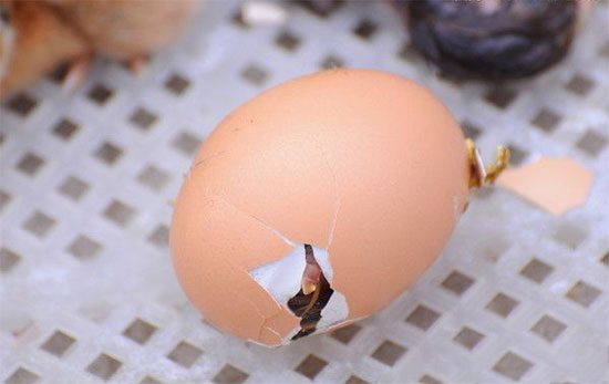 怎样预防鸡胚啄壳前死亡