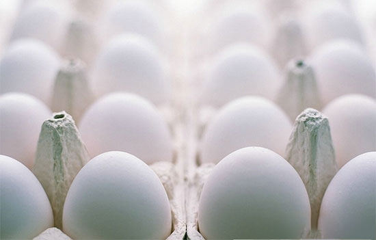 聚焦沙门氏菌——种蛋的沙门氏菌污染
