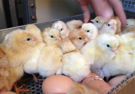 孵化厅环境控制对雏鸡质量的影响