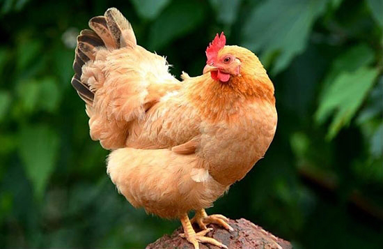 笼养鸡也能养出散养土鸡的香味？