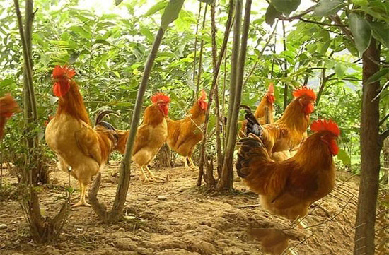 养殖生态鸡需过“五关”