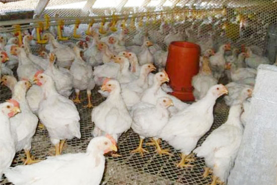 冬季鸡呼吸道疾病多发 养鸡户如何预防