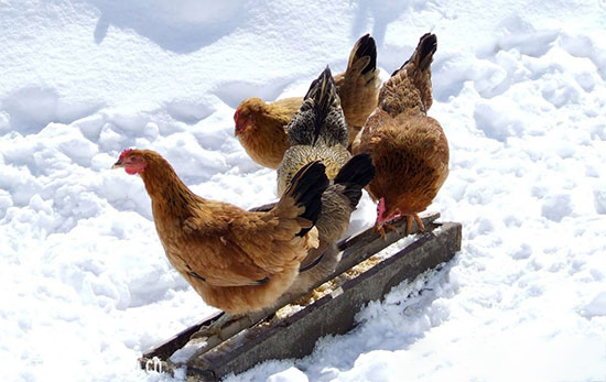 七点搞定冬季低温养鸡