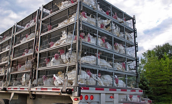 如何预防商品肉禽运输的低温应激